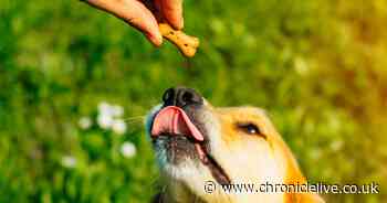 Dog owners hail 'genius' Pets At Home treats designed to hide tablets in