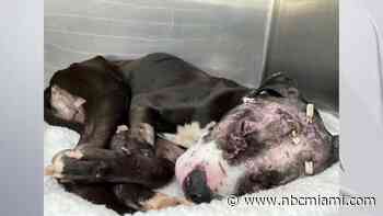 After Abused Dog Found in Pompano Beach, Rescue Groups Search for Those Responsible
