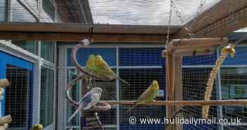 Primary school pupils 'in tears' after thieves steal beloved budgies