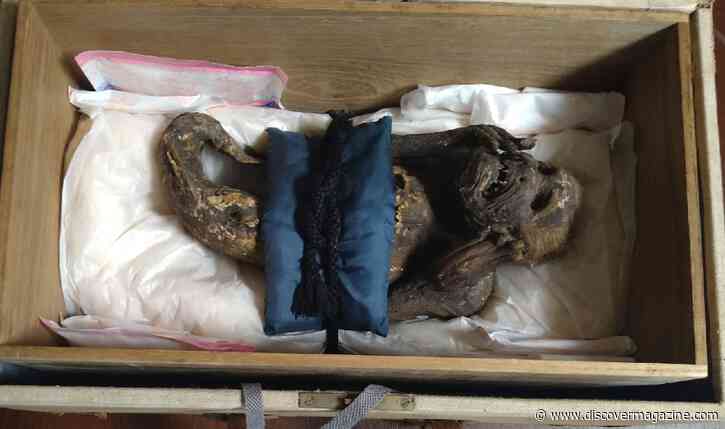 Mermaid Mummy Revealed to Be Paper Mache