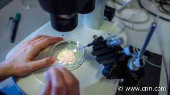 How human gene editing is moving on after the CRISPR baby scandal