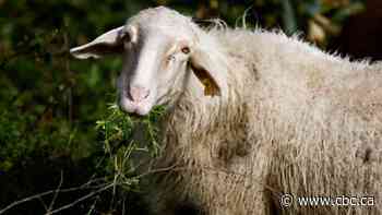 How sheep are helping to preserve the ruins of Pompeii
