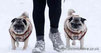 Transport and power services monitoring weather as snow begins to cause chaos across the North East