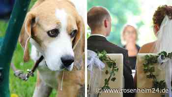 Junge Frau darf Hund nicht auf Hochzeit mitnehmen – und trifft folgenschwere Entscheidung