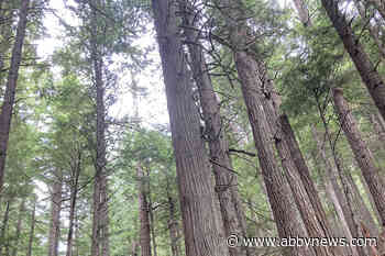 Simpcw will have final say over old-growth planning in its territory, Chief says