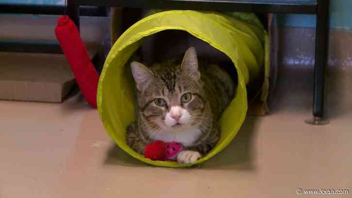 It's illegal for shelter vets to operate on pets with owners. A Texas lawmaker hopes to change that