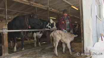 Fugitive Quebec cows escaped farm fined thousands of dollars for neglect, documents reveal