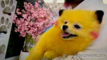 Pikachu-Styled Dog Owner Has No Regrets After Controversy