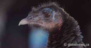 ‘Historic hunting opportunities’: Southern Alberta ranchers welcome B.C. problem turkeys