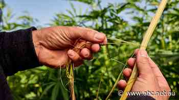 Housing made from homegrown hemp fibre just around the corner