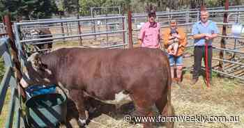 Young Guns Murray Grey tops online sale