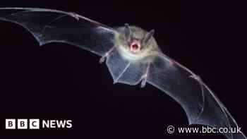 Construction of temporary Bristol school delayed due to bats