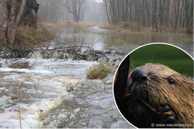 IJverige bever zet hectaren bos onder water, maar gemeente mag dam niet afbreken: “Beschermde diersoort”