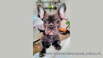 Appeal after puppy stolen in robbery