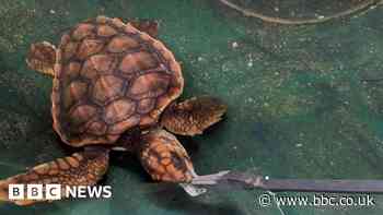 Rescued loggerhead turtles are on the mend