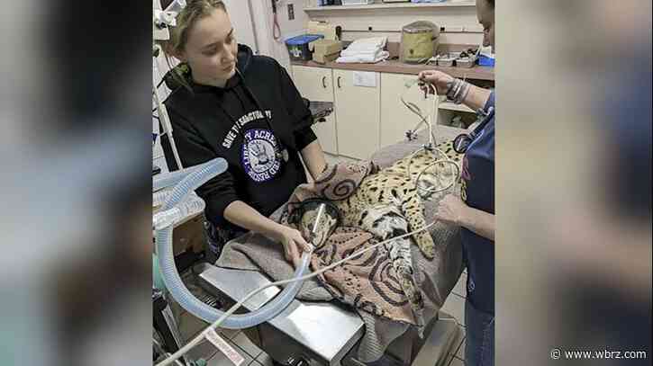 'Cocaine cat' escaped owner, will now live at Cincinnati Zoo