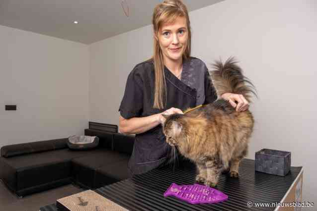 Nathalie start eerste kattentrimsalon van Klein-Brabant op: “Katten genieten van deze verzorging, ik denk zelfs dat ze een beetje ijdel zijn”