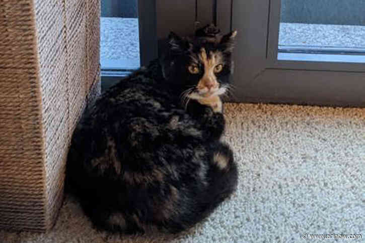 Adoptable Pet of the Week: Sherry