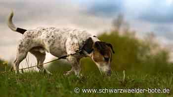 Verdacht auf Giftköder: Hundehasser in Calw und Gechingen?