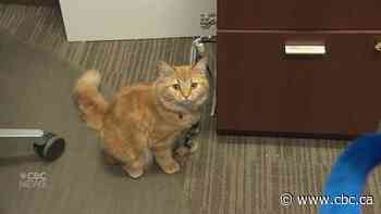 Cats climbing the cor-purr-ate ladder with new office foster program