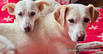 Betzenstein: "Seelenschwestern" suchen Zuhause - wer will die beiden Hunde aufnehmen?