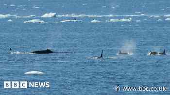 UEA scientists watch killer whales hunt in the Antarctic