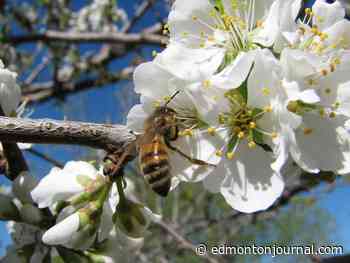 Growing Things: Fruit trees can thrive in Alberta