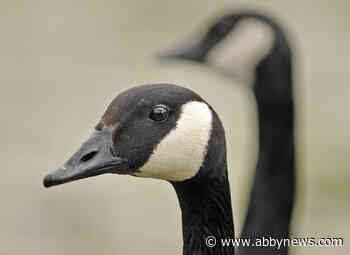 Cultus Lake struggling to get a handle on its invasive goose problem