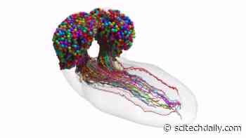 First Complete Map of an Insect Brain – “Everything Has Been Working Up to This”