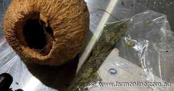 Coconut lands a cruise passenger in hot water