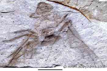 Giant ant fossil discovered near Princeton by local resident
