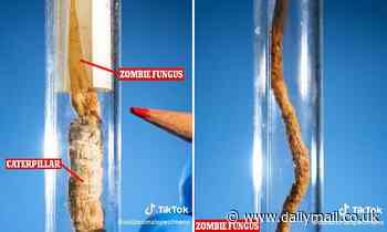 Revolting video shows caterpillar infected by 'zombie' fungus from The Last of Us