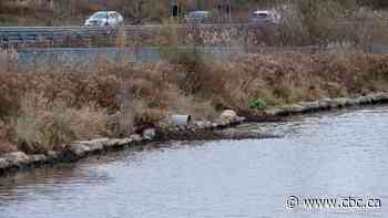City says it can't guarantee completion of Chedoke Creek cleanup within province's revised timeline