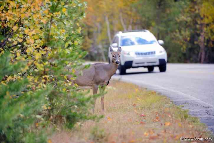 Many states allow people to take roadkill. Why doesn't Texas?