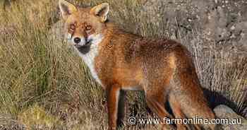 Foxes are on the run again after the pandemic