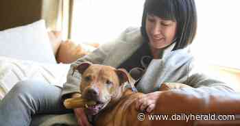 Furry checkouts: Doggie Day Out allows you to take a shelter dog for the day