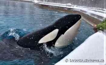 Kiska, 'world’s loneliest orca', dies after decades of captivity at Marineland