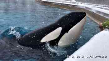 Kiska, 'world's loneliest orca', dies after decades of captivity at Marineland