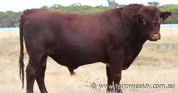 Narralda Shorthorn bulls are in demand