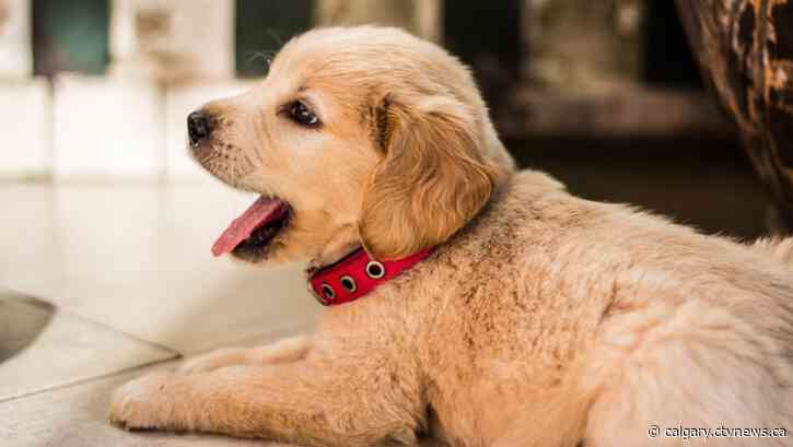 Humane Society barks back after pet store social media post