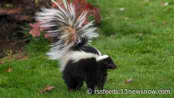 Pet dog fights skunk infected with rabies in Suffolk