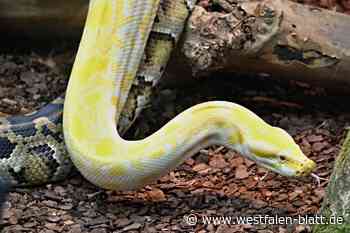 Tierpark Herford: mehr Platz für die Riesenschlangen