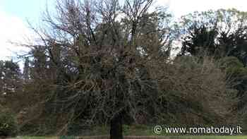 Alberi monumentali, a Roma solo poche decine ma restano tanti ancora da censire