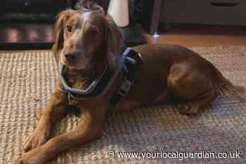 Battersea rescue dog gets new forever home in south London