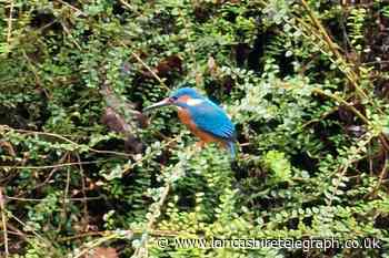 Darwen: Man snaps picture of kingfisher in Sunnyhurst Wood