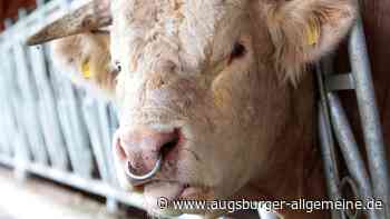 Ein ausgebüxter Stier hält Polizei und Feuerwehr auf Trab