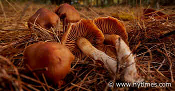 6 Books About Mushrooms for Fans of ‘The Last of Us’