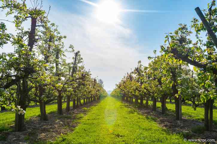 Once the Callery pear tree was landscapers' favorite – now states are banning this invasive species and urging homeowners to cut it down
