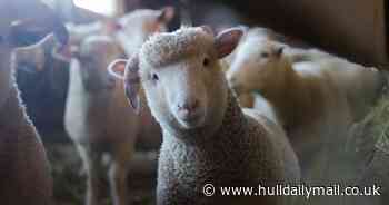 'Aldi tried to charge me £1,000 for a 15st leg of lamb. I don't even like lamb'