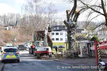 Arbeiter sägen in Rimbeck am falschen Baum